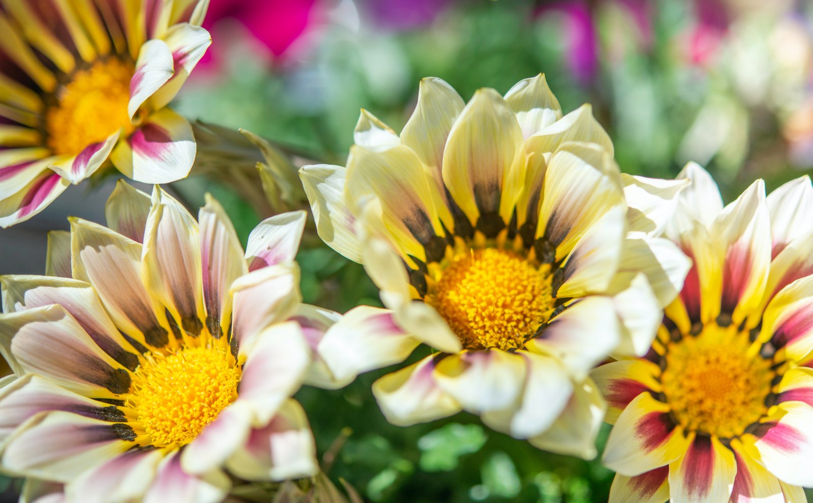 Las 10 plantas más fáciles de mantener