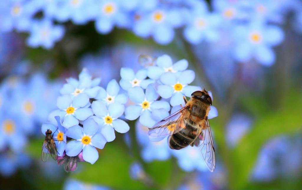 Plantas con flores blancas | Plantas