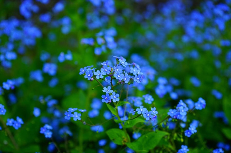 Desgastar Turismo cayó Plantas con flores azules | Plantas