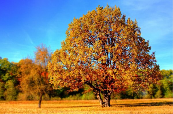 Árboles de sombra resistentes al calor | Plantas