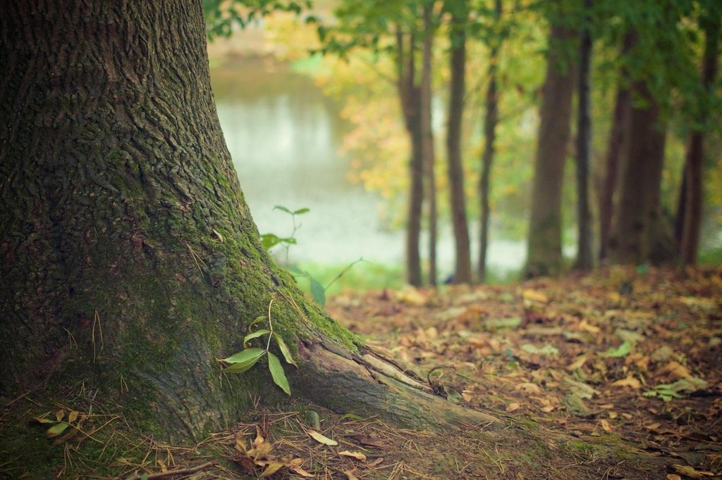 Árboles de sombra con poca raíz | Plantas