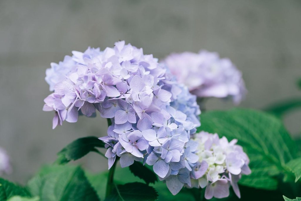 Todo sobre las hortensias trepadoras | Plantas