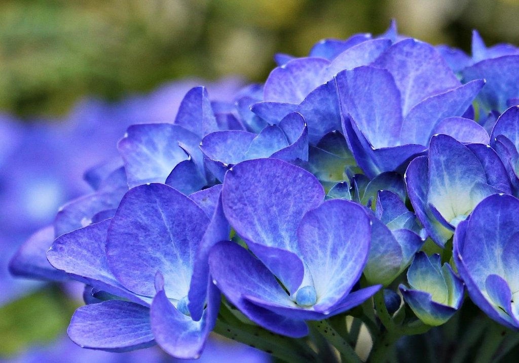 Cómo cultivar hortensias azules | Plantas