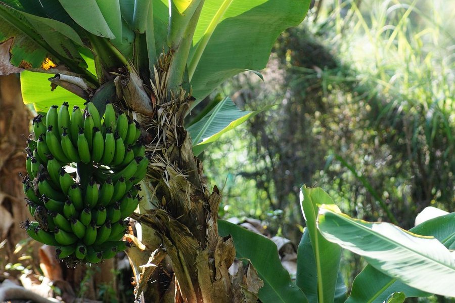 How to Germinate Banana Seeds