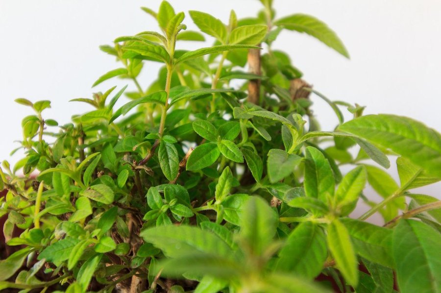 How to Reproduce Lemon Verbena