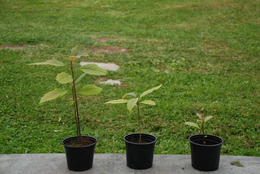 ¿Cómo germinar el hueso del aguacate en agua?