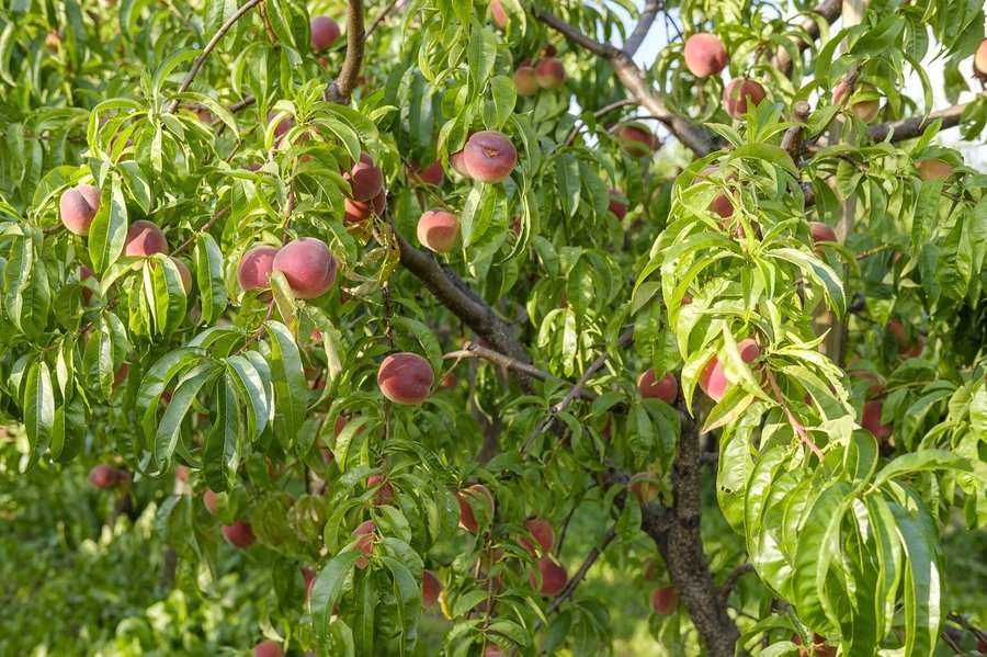 Cuidar una planta de durazno | Plantas