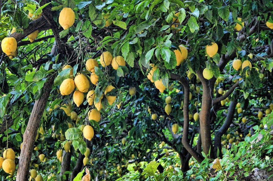 Cómo quitar hormigas de un limonero | Plantas