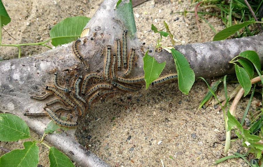 How to Remove Worms in Trees