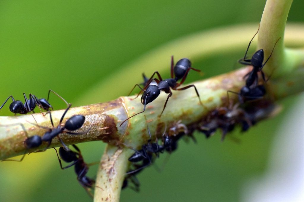 Loza de barro robo Dalset Cómo eliminar las hormigas del jazmín? | Plantas