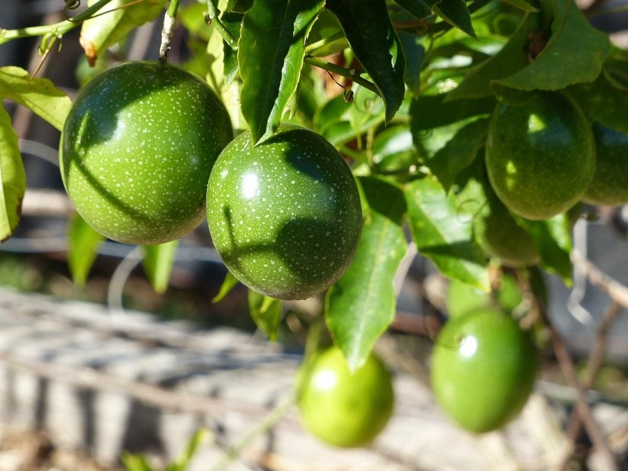 How and When to Prune a Passion Fruit