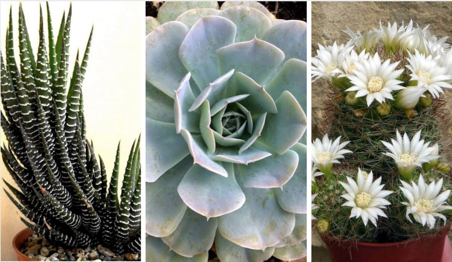The 5 Succulents that Cannot Be Missing in Your Garden