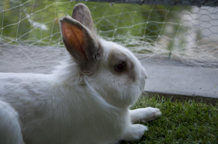 10 beneficios de tener un conejo como mascota, ¡te encantarán! | Mascotas