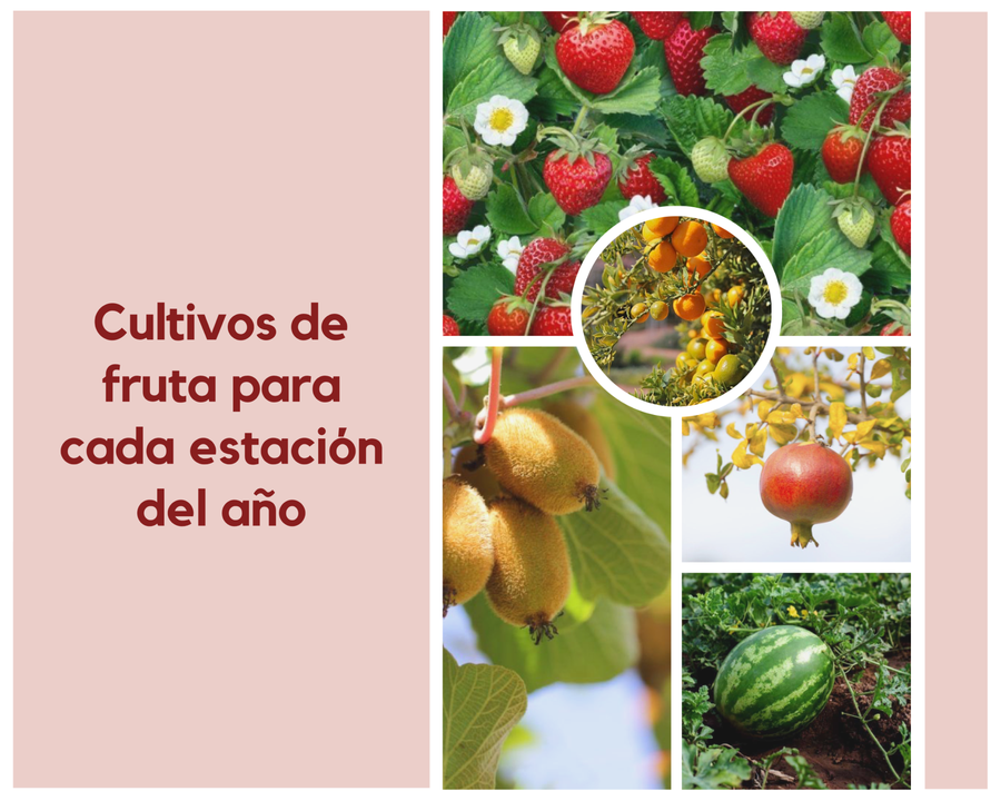 Cultivos de fruta para cada estación del año | Plantas
