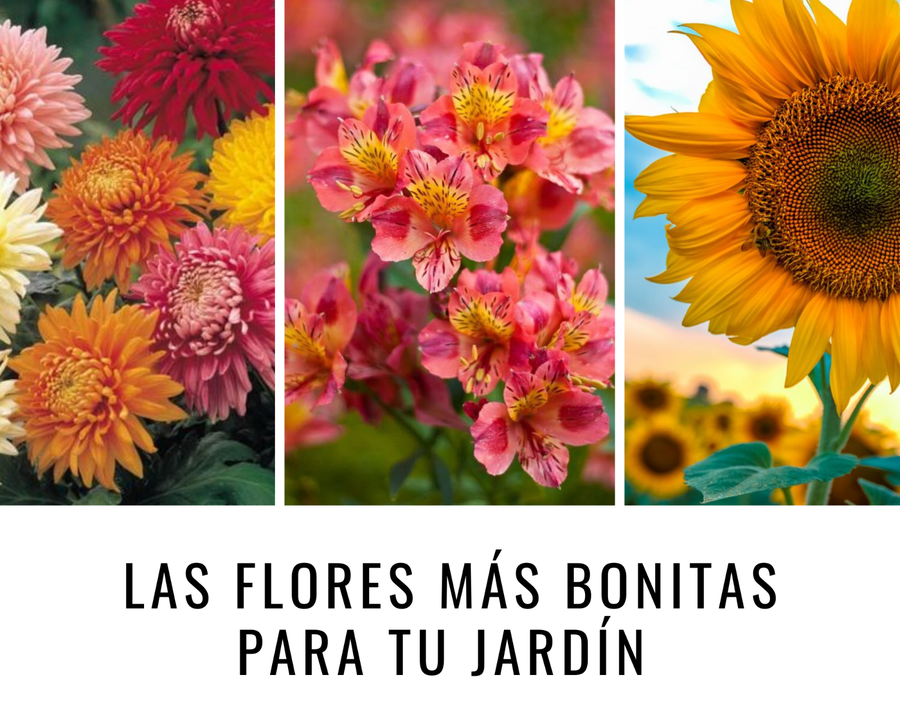 Las flores más bonitas para tu jardín | Plantas