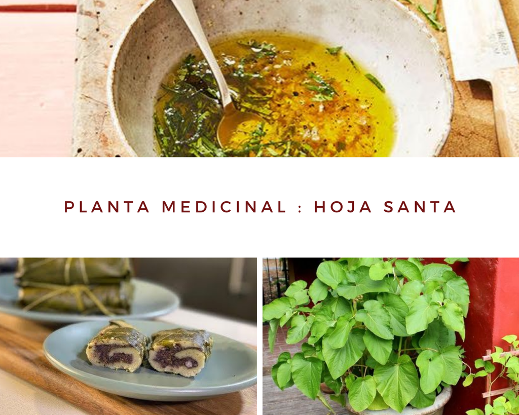 Hoja Santa: todo lo que debes saber sobre esta planta medicinal | Plantas