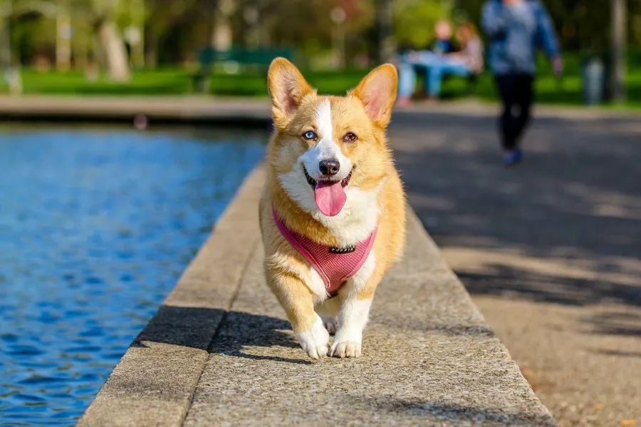 Raza pequeña de perro
