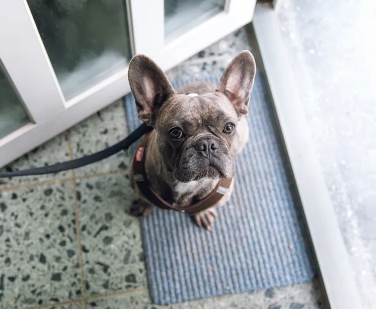 saca a pasear a tu perro
