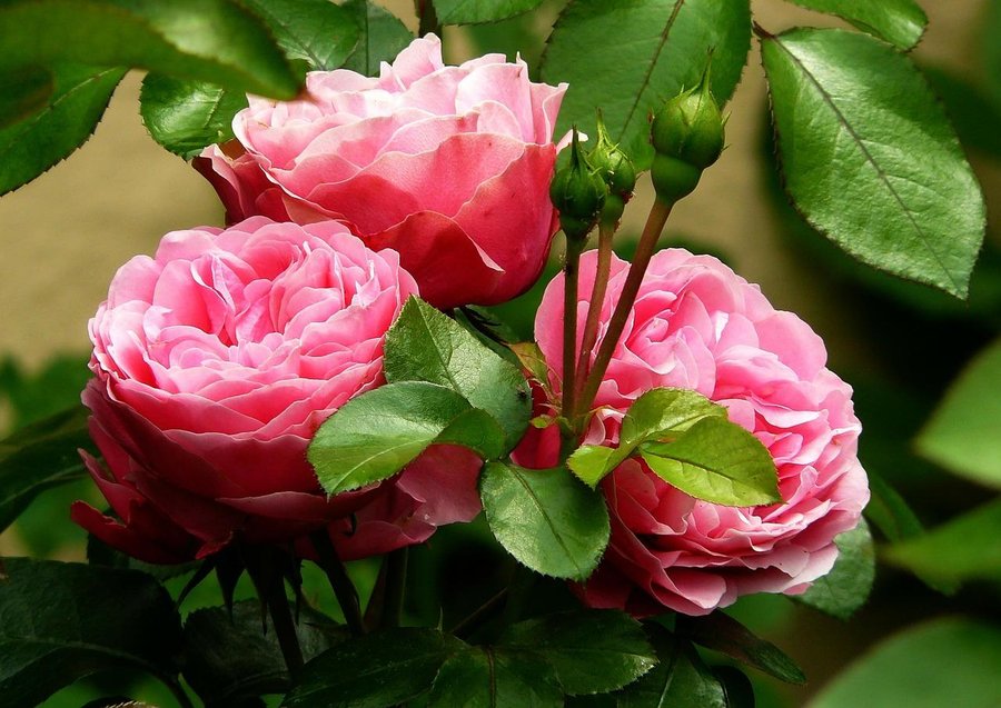 Cultivo perfecto de rosas | Plantas