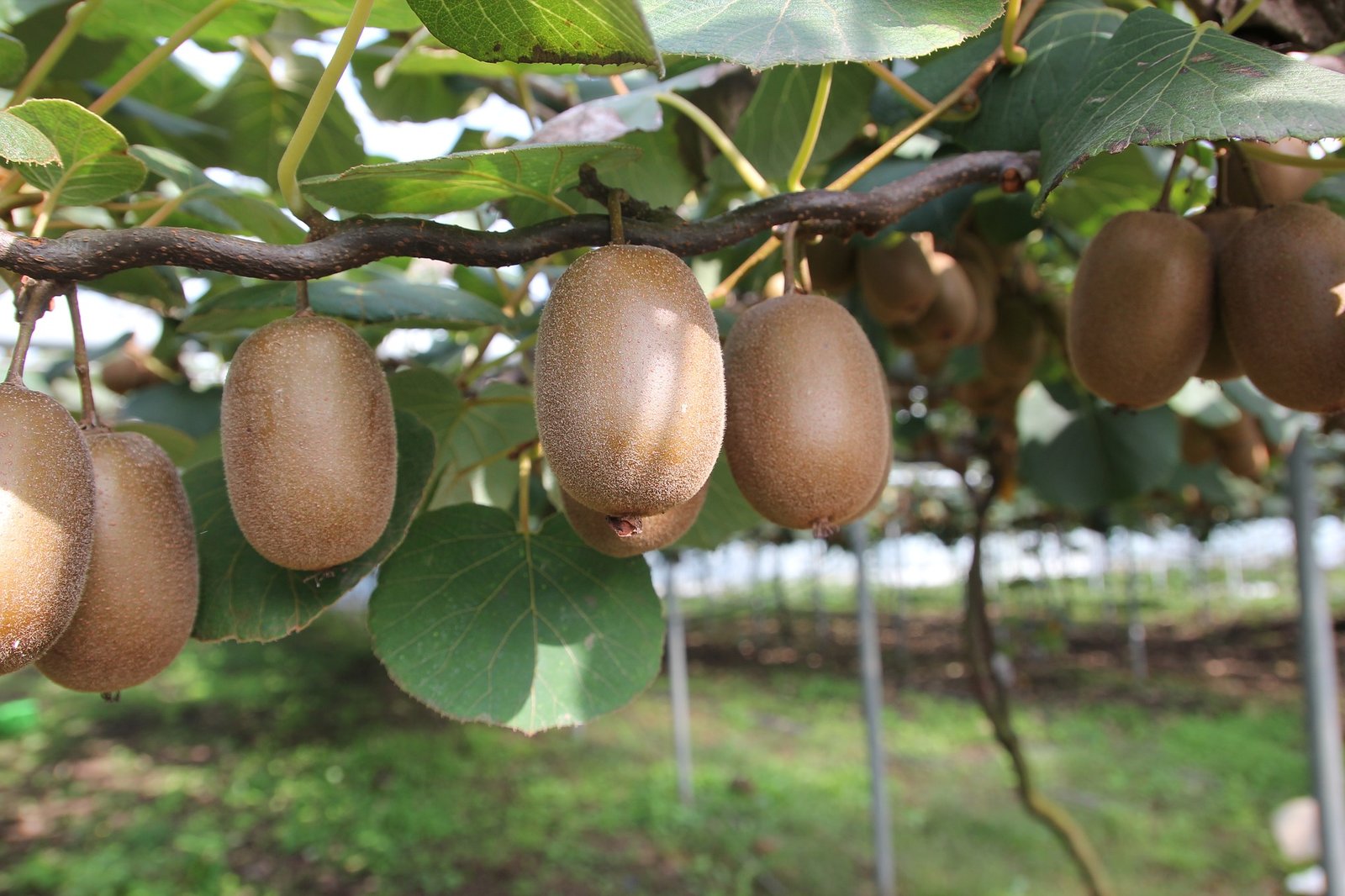 Tips que necesitas saber para plantar un árbol de Kiwi
