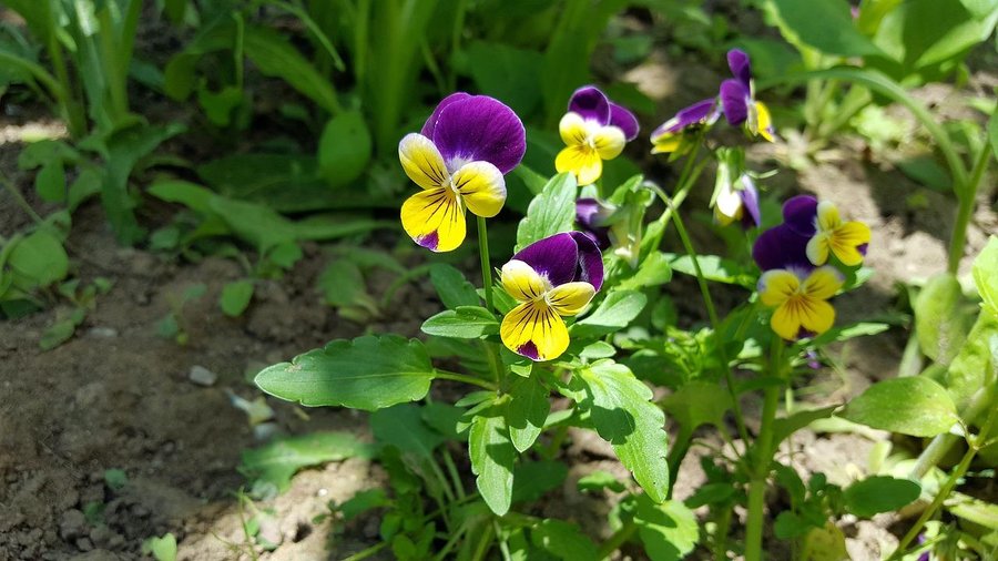 Conoce la hermosa planta Pensamiento salvaje o Viola Tricolor | Plantas
