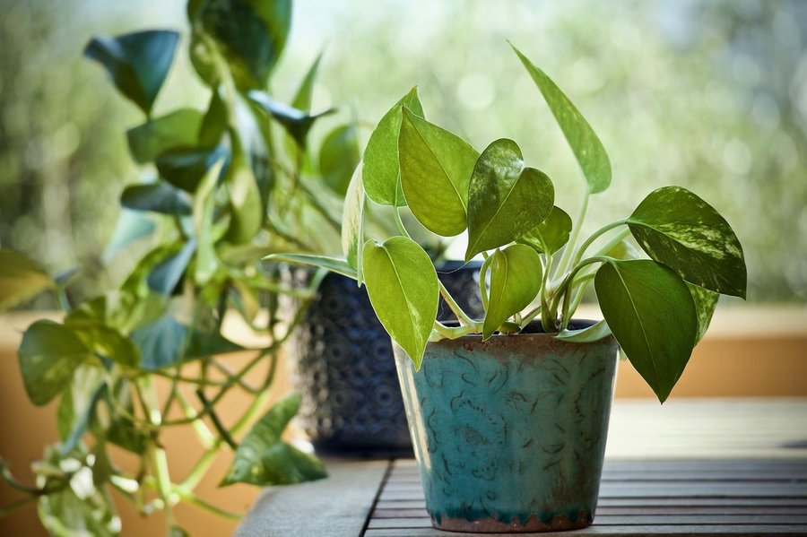 Por qué el Potus o Poto es la mejor planta para interiores | Plantas