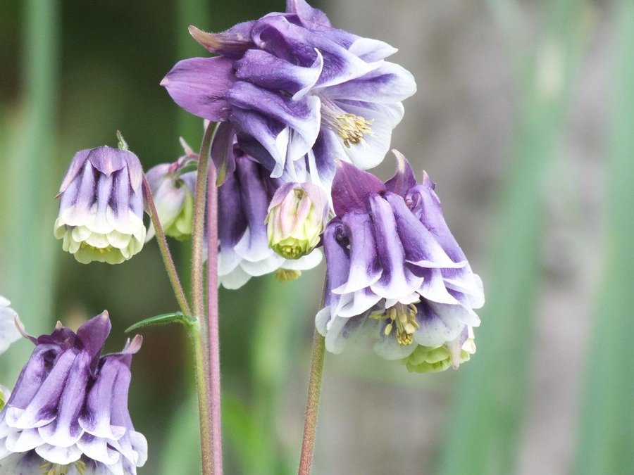Cuidados y cultivo de la violeta de los Alpes | Plantas