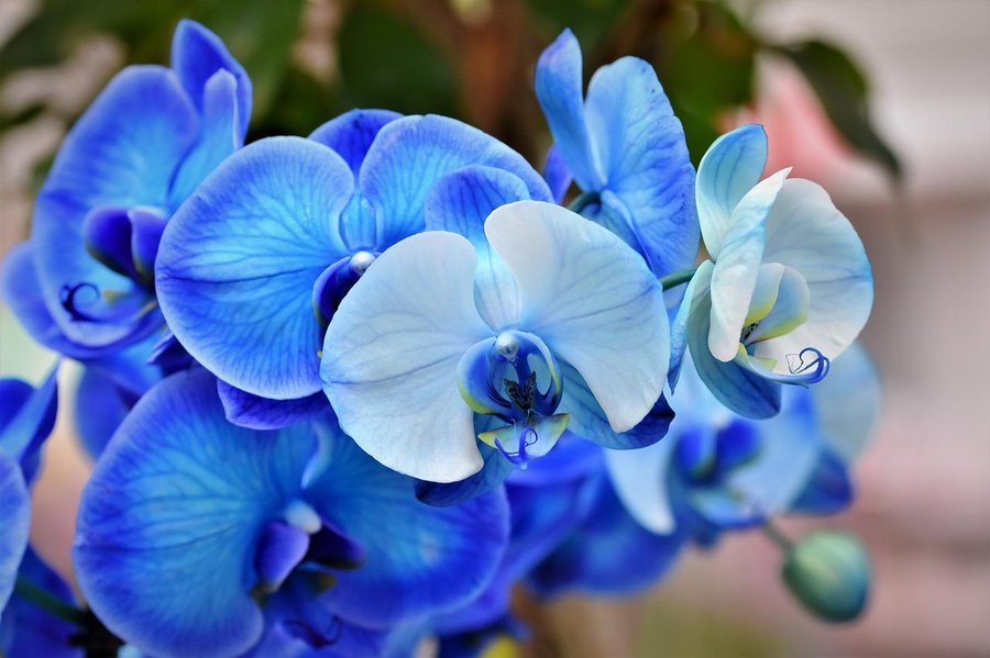 Cuidados básicos y cultivo de las orquídeas | Plantas