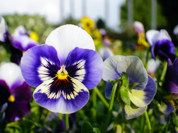 Conoce la hermosa planta Pensamiento salvaje o Viola Tricolor | Plantas
