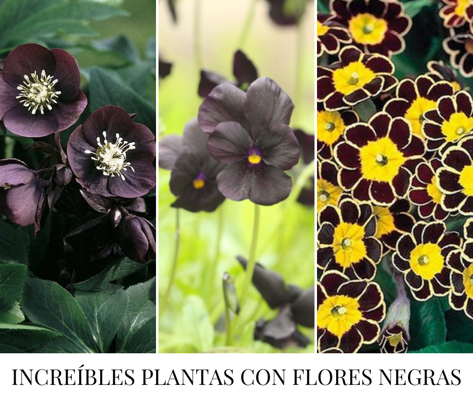 Increíbles plantas con flores negras | Plantas