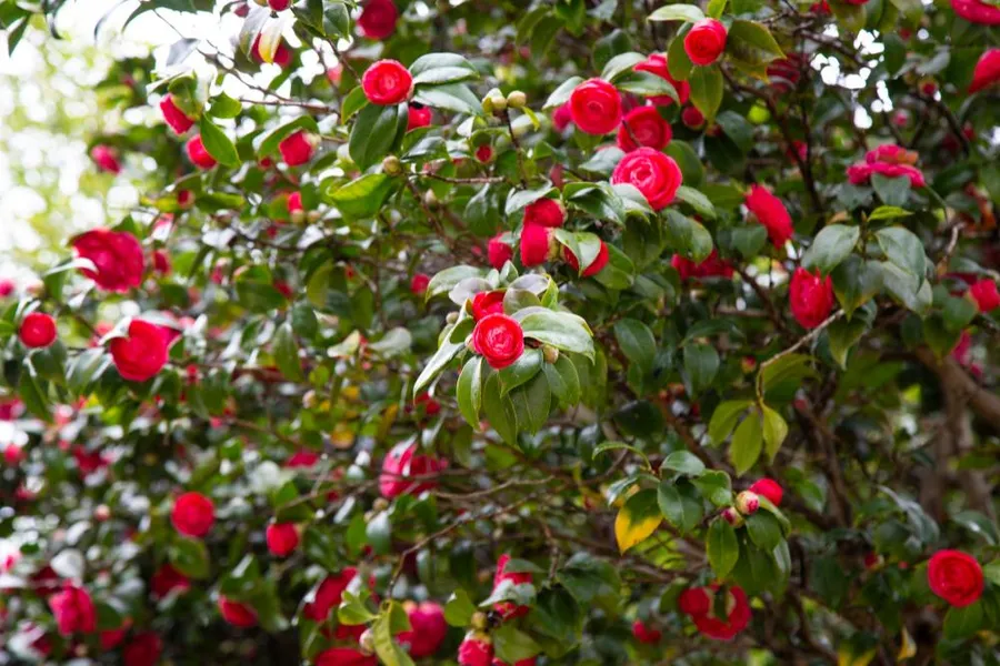 La espectacular camelia sinónimo de belleza y elegancia | Plantas