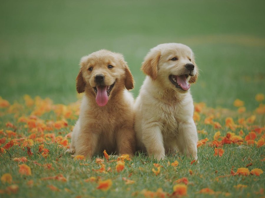 cuidados basicos cachorro perro | facilisimo.com