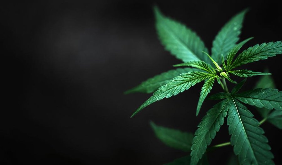 10 plantas industriales y sus beneficios Plantas