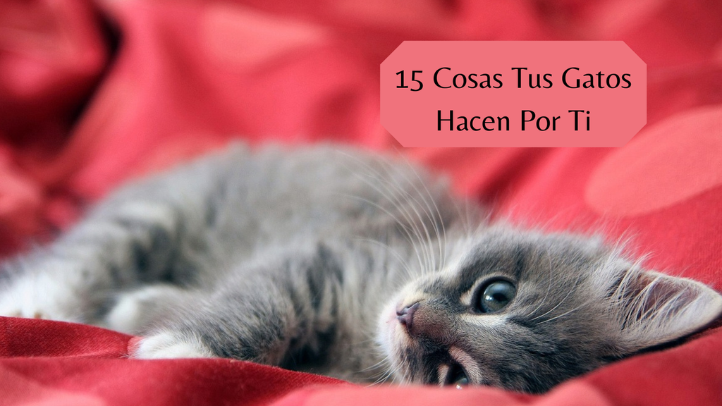 hará Sui cinturón 15 Cosas Tus Gatos Hacen Por Ti | Mascotas