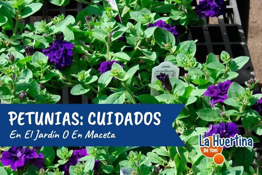 Petunias. Cuidados De Esta Planta En El Jardín O En Maceta | Plantas