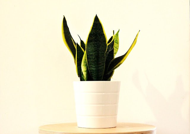Cuidados de la sansevieria, una planta ideal para conciliar el sueño